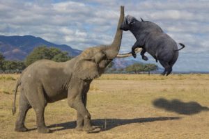 Wild Animals Powerful Elephant vs Buffalo and Lion 2018