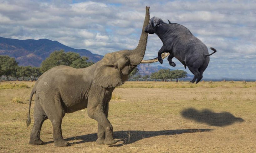 Wild Animals Powerful Elephant vs Buffalo and Lion 2018