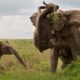 Wild Discovery Animals| Craziest Animal Fights Caught On Camera! Elephant Real Fights!