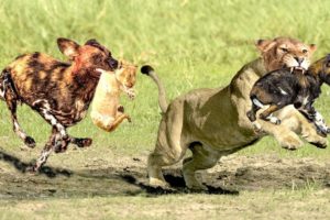 Wild Dog Plays Dead To Escape Lion