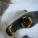 Wild Polar Bear Tries To Break In | BBC Earth