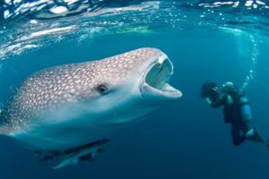 Wild Whale Rushes To Save Diver From Giant Shark