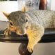 Woman Rescues Baby Squirrel — Then Becomes A Complete Squirrel Mom | The Dodo