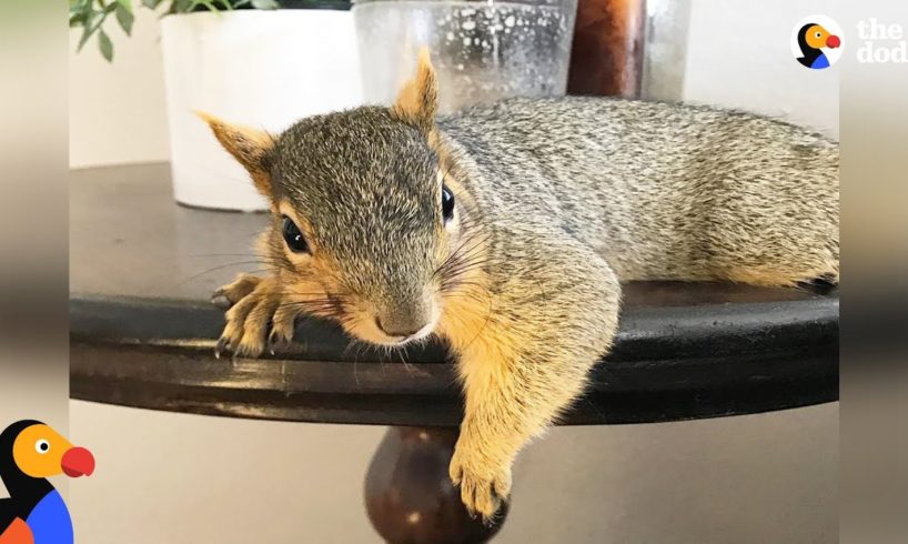 Woman Rescues Baby Squirrel — Then Becomes A Complete Squirrel Mom | The Dodo