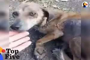 Woman Stops For Stray Dog On The Road That Changes Her Life + Other Dogs Rescues | The Dodo Top 5