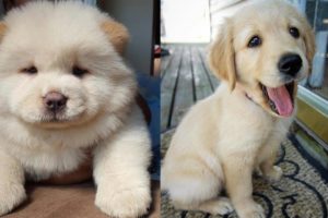 World's Cutest Puppies Ever 2019 - Cute Dog Puppies Funny Videos | Puppies TV