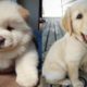 World's Cutest Puppies Ever 2019 - Cute Dog Puppies Funny Videos | Puppies TV
