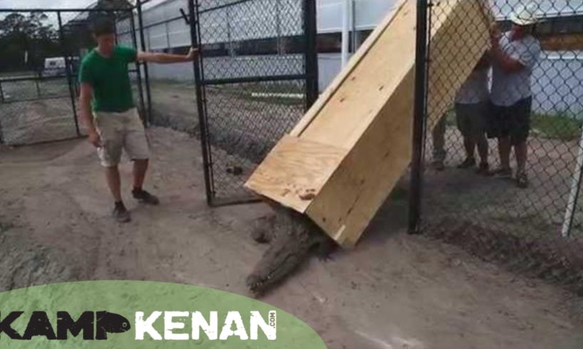 World's Largest Animal Unboxing Video! Kamp Kenan S2 Episode 14