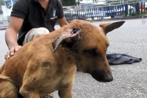Wounded and staggering in traffic dog rescued just before collapsing