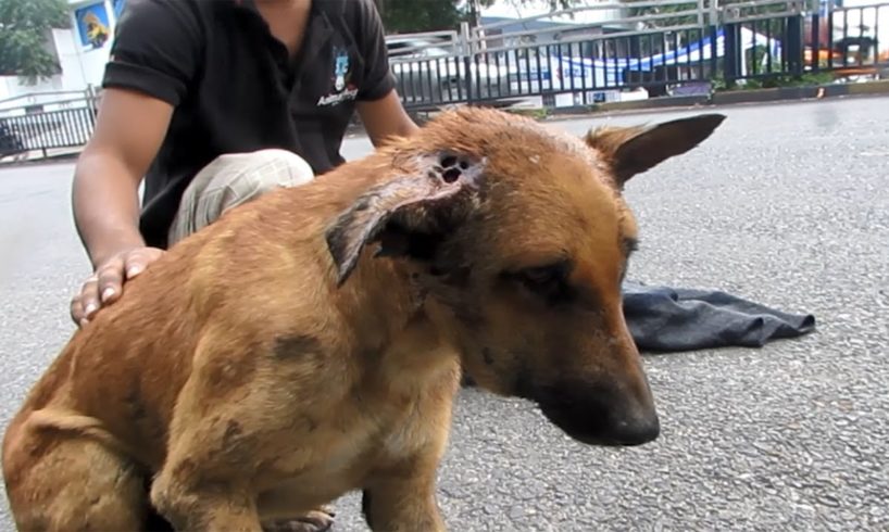 Wounded and staggering in traffic dog rescued just before collapsing