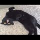 You will LAUGH SO HARD, with no doubt the FUNNIEST ANIMAL MOMENTS EVER!