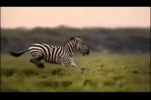 YouTube - Animals National Geographic Channel.flv