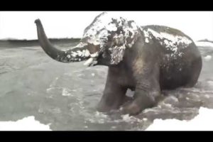 ZOO Animals Experience Snow For The First Time - Oregon Zoo