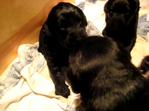 adorable whining puppies