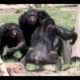 animal fight : Chimpanzee fight