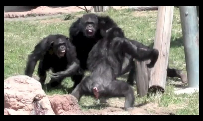 animal fight : Chimpanzee fight