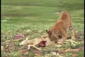 badger attacks bobcat fights golden eagle vs