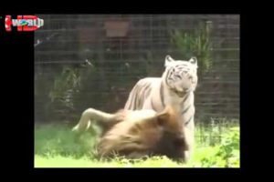 biggest wild animal fights Best animals fights  with wild 2016 animals lion tiger bear attack