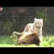 biggest wild animal fights Best animals fights  with wild 2016 animals lion tiger bear attack