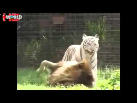 biggest wild animal fights Best animals fights  with wild 2016 animals lion tiger bear attack