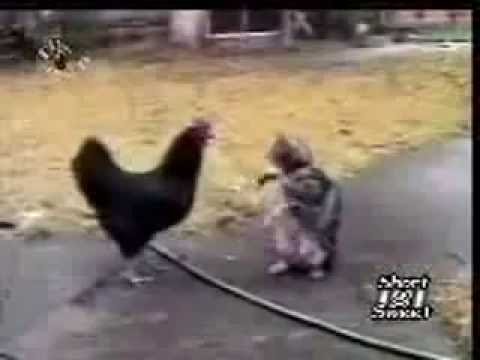 cat and hen animal  Funny Videos  cat comedy animal fighting hen
