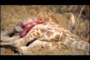 lion vs giraffe Best animals fights  with wild 2016 animals lion tiger bear attack