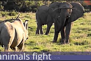 top 10 amazing animal fights