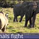 top 10 amazing animal fights