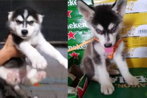 Đại Ngáo Husky Khi Còn Nhỏ Như Thế Nào? Cutest Puppies Husky Dogs Compilation