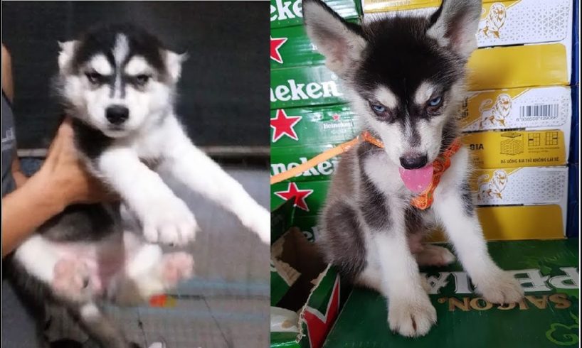Đại Ngáo Husky Khi Còn Nhỏ Như Thế Nào? Cutest Puppies Husky Dogs Compilation