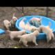 Самые милые щенки на планете The cutest puppies on planete