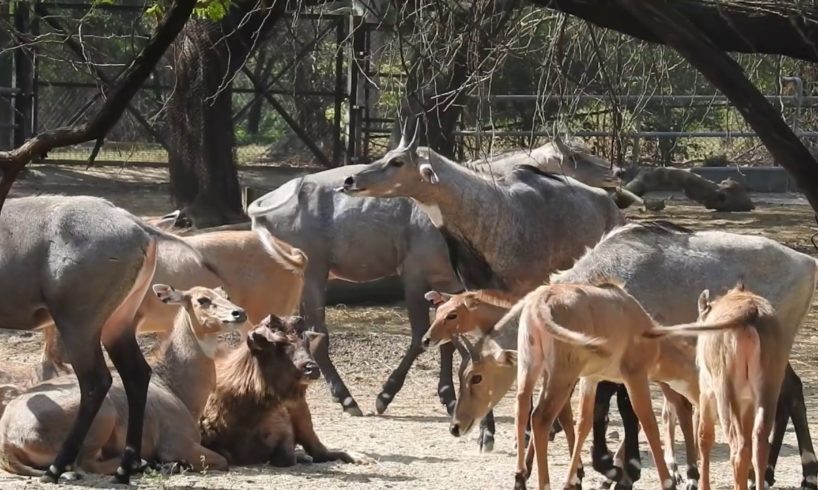 #01 Animals playing with masti, jungle me mungle