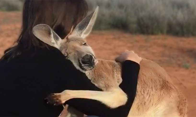 10 Animals That Showed Gratefulness To The Humans Who Saved Them