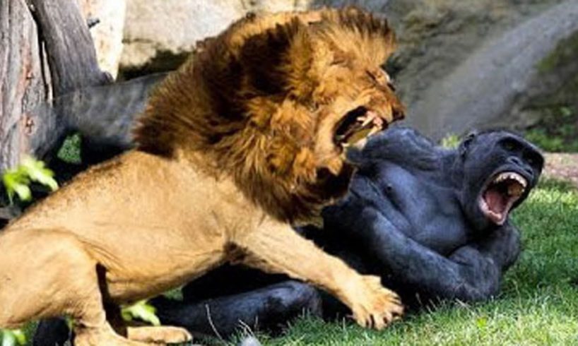 10 Crazy Animal Fights Caught On Camera