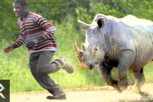 10 Crazy Animal Safari Incidents!