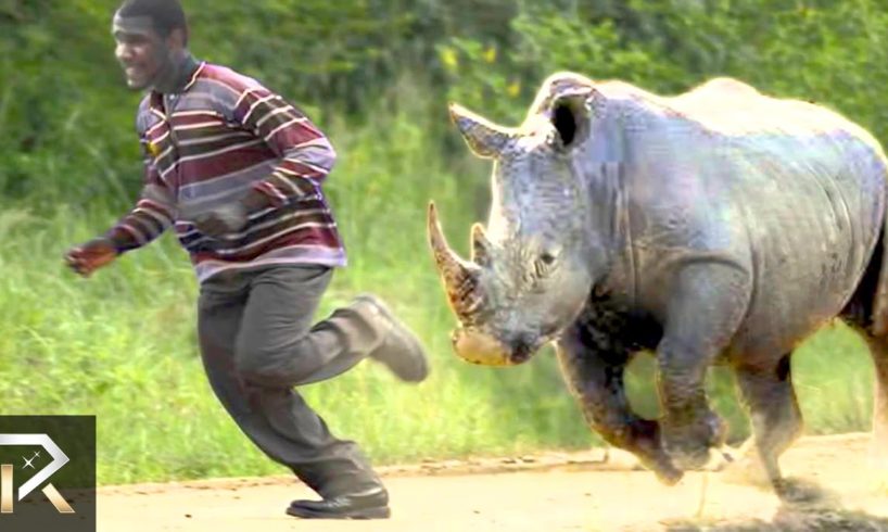 10 Crazy Animal Safari Incidents!