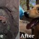10 Dogs Before And After Being Rescued