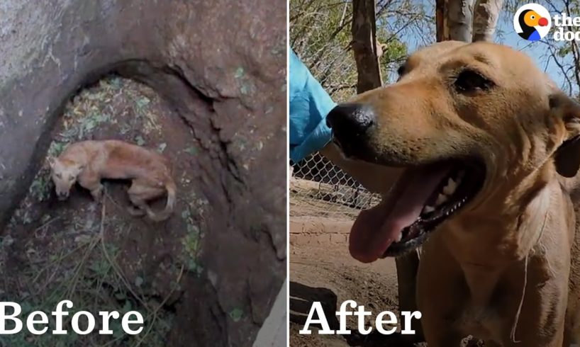 10 Dogs Before And After Being Rescued