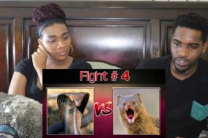 10 EXTREME CRAZY ANIMAL FIGHTS REACTION
