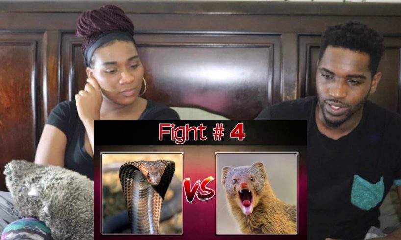 10 EXTREME CRAZY ANIMAL FIGHTS REACTION