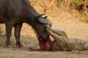 10 Epic Animal Fights to The Death Caught on Video
