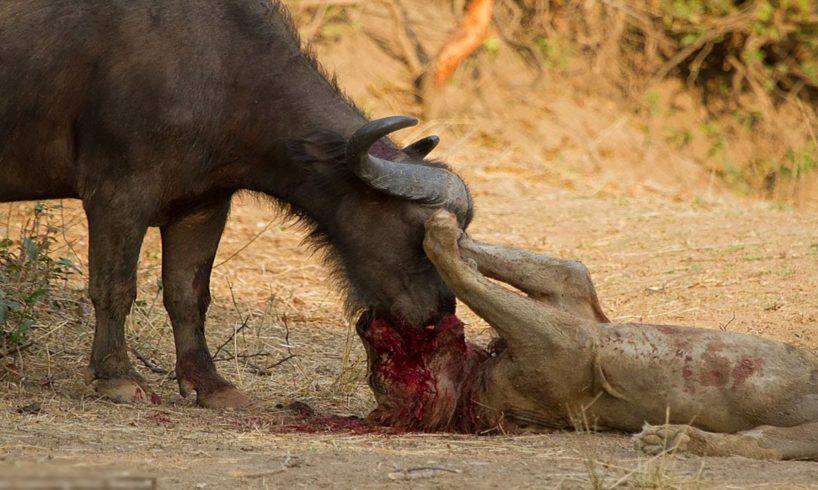 10 Epic Animal Fights to The Death Caught on Video
