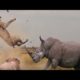 10 INSANE ANIMAL FIGHTS CAUGHT ON CAMERA