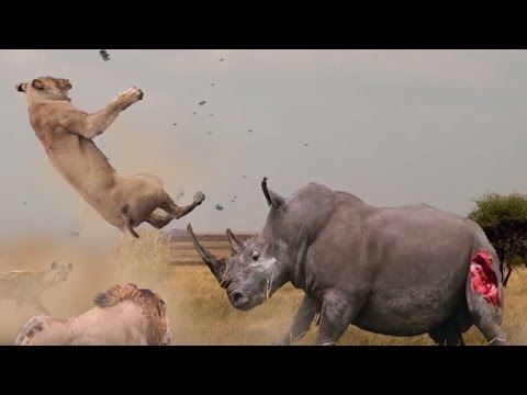10 INSANE ANIMAL FIGHTS CAUGHT ON CAMERA