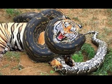 10 Real Extreme Animal Fights Caught On Camera - Craziest Animals Attack