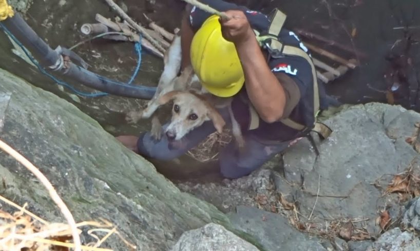 10 amazing rescues your heart will never forget