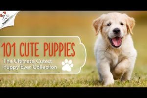 101 CUTE PUPPIES || THE ULTIMATE CUTEST PUPPY EVER COLLECTION