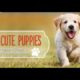 101 CUTE PUPPIES || THE ULTIMATE CUTEST PUPPY EVER COLLECTION