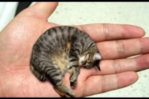 13 Smallest Animals In The World