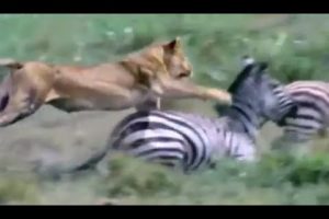 15 Greatest Animal FIGHTS/ATTACKS